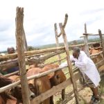 Governor Wavinya Ndeti Leads Aggressive Livestock Protection Drive to Safeguard Farmers’ Livelihoods in Machakos