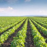 MWINGI CENTRAL SAVIOUR PRIORITIZES AGRICULTURE AS FARMERS CALL FOR STRONGER SUPPORT.