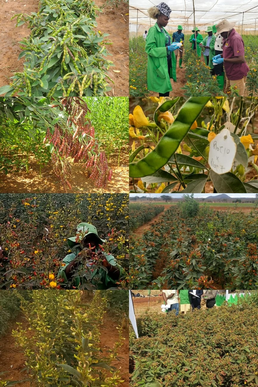 ICRISAT, introduces a new pigeon pea variety.‎